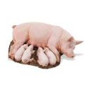 Safari Ltd Sow & Piglets