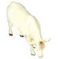 Britains Charolais Cattle, Cow