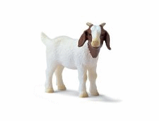 Toy Goats